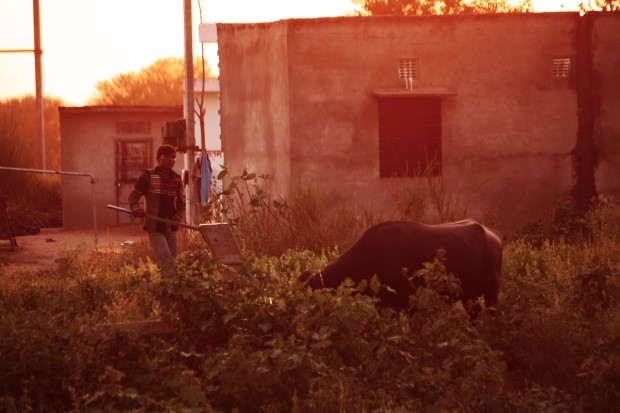 A farmer toiling in the field with his bull before dusk