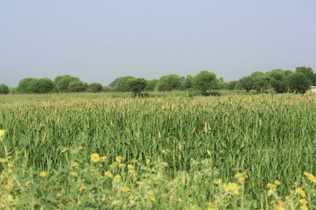 Stretching fields of green crops near Nirvana Organic farm