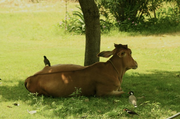 Birds sit peacefully next to a cow  in the afternoon sun